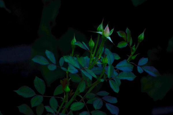 Rosa × ′Morden Blush′ - Flower Buds