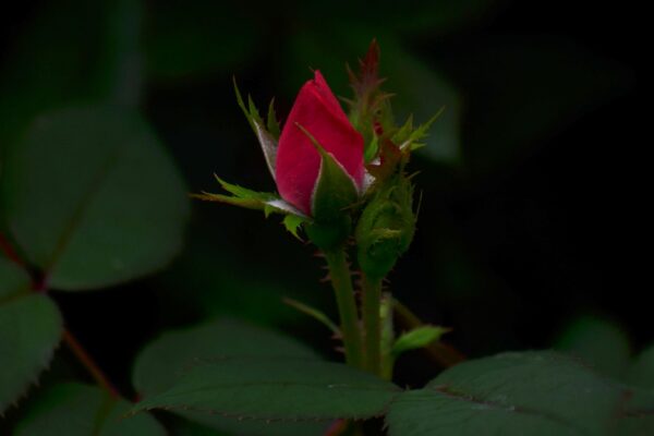 Rosa × ′Nearly Wild′ - Flower Bud