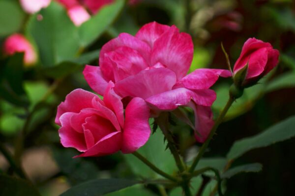 Rosa × ′Nearly Wild′ - Flowers