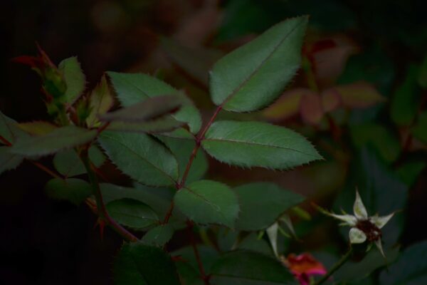 Rosa × ′Nearly Wild′ - Foliage