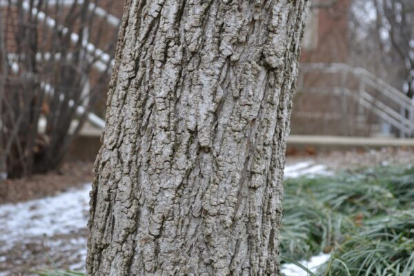 Aesculus glabra - Bark