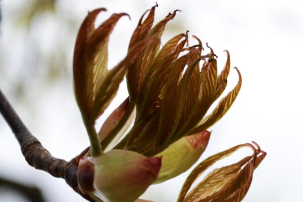 Aesculus glabra - Emerging Foliage