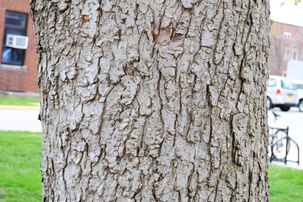 Aesculus glabra - Bark