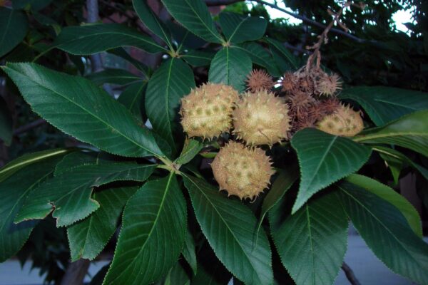 Aesculus glabra - Fruit and Foliage