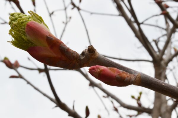 Aesculus glabra - Buds