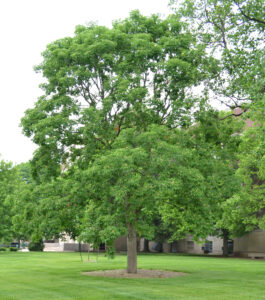 Aesculus glabra - Overall Habit