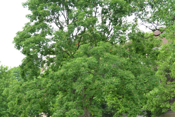 Aesculus glabra - Overall Habit