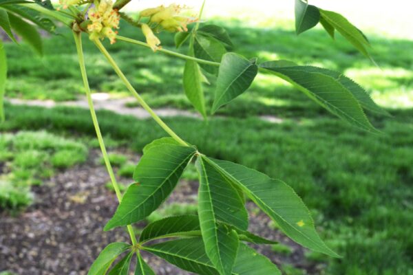 Aesculus glabra - Flowers & Foliage