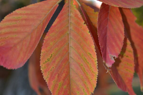 Aesculus glabra - Fall Leaf