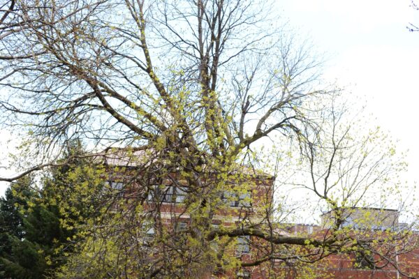 Aesculus glabra - Early Spring Habit