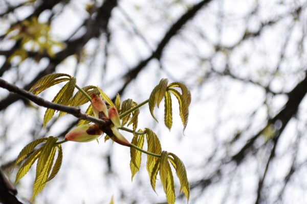 Aesculus glabra - Emerging Leaves