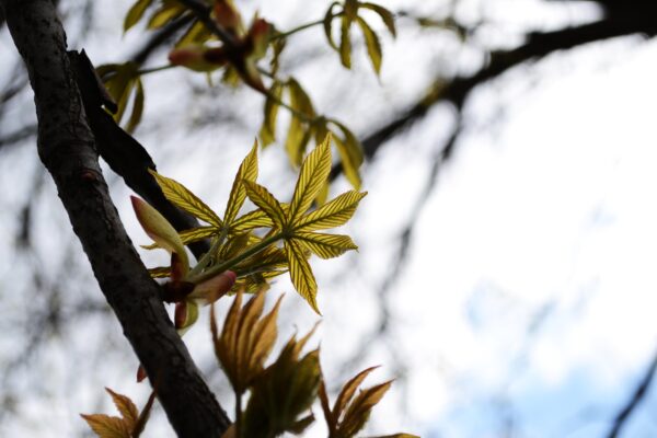 Aesculus glabra - Emerging Leaves