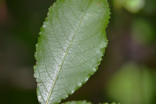 Salix humilis - Leaves