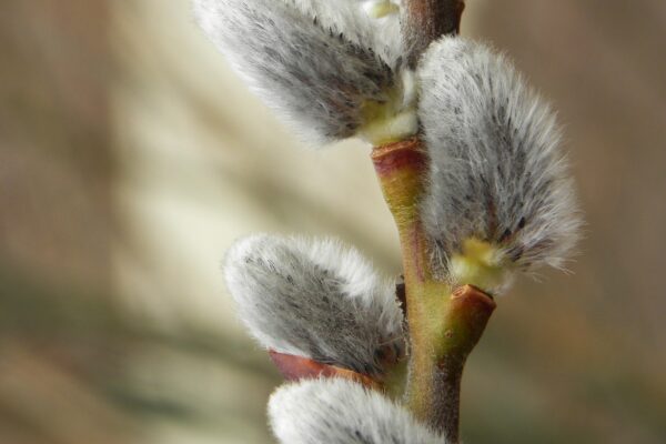 Salix humilis - Buds