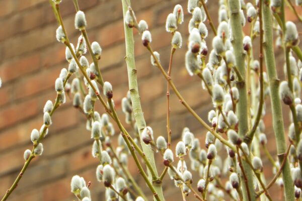 Salix humilis - Early Spring Interest