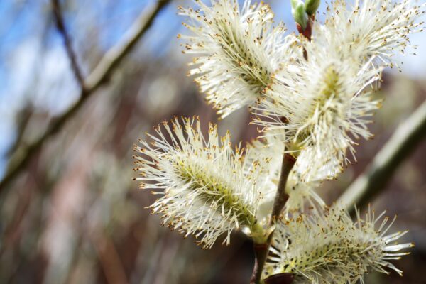 Salix humilis - Flowers