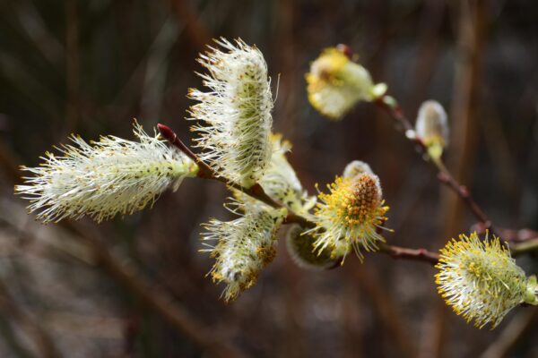 Salix humilis - Flowers