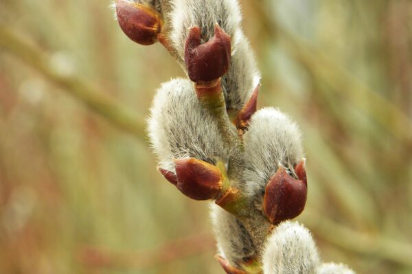 Salix humilis - Buds