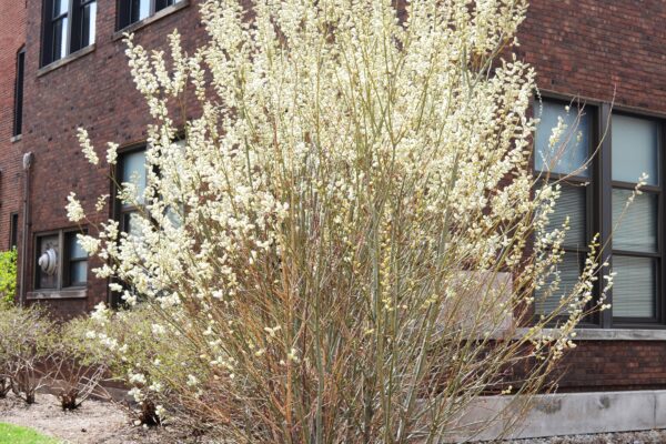 Salix humilis - Flowering Habit