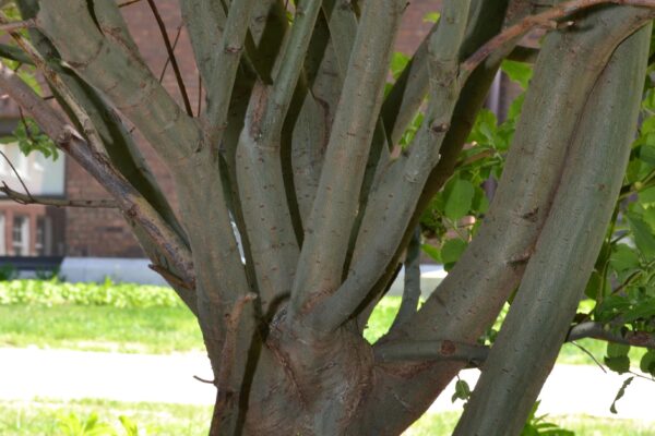 Salix humilis - Bark