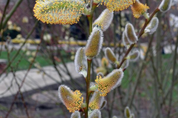 Salix humilis - Flowers