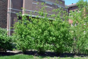 Salix humilis - Overall Shrub