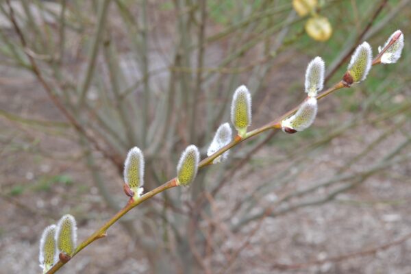 Salix humilis - Flower Buds