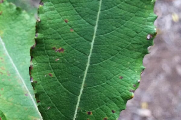 Salix humilis - Leaf