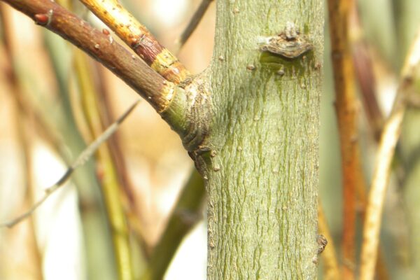 Salix humilis - Bark