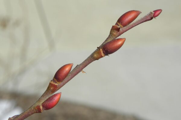 Salix humilis - Leaf Buds