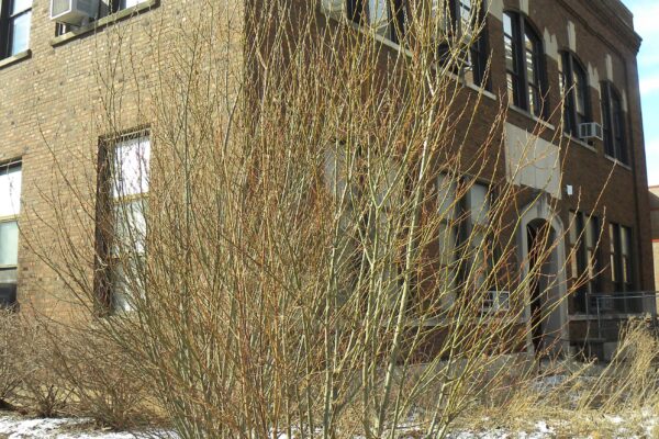 Salix humilis - Winter Habit