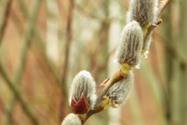 Salix humilis - Buds