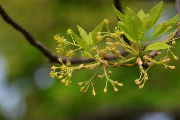 Sassafras albidum - Flowers