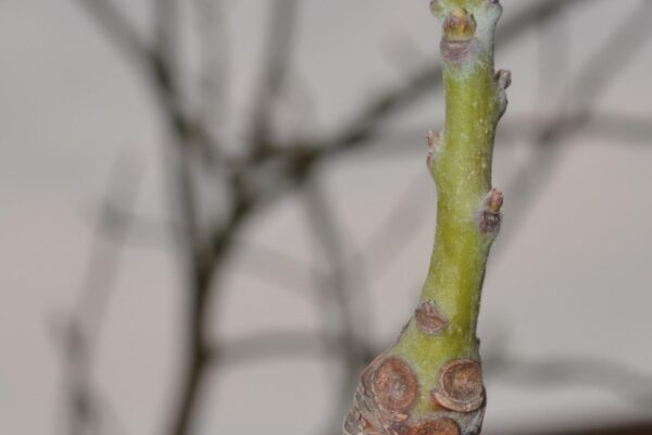 Sassafras albidum - Bud