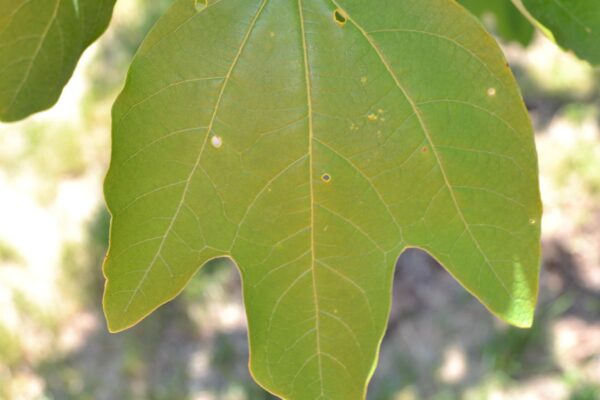 Sassafras albidum - Leaf