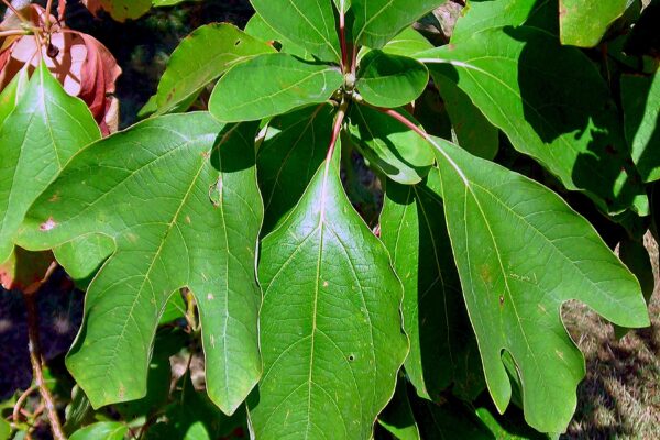 Sassafras albidum - Polymorphic Leaves