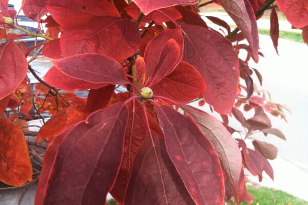 Sassafras albidum - Fall Foliage