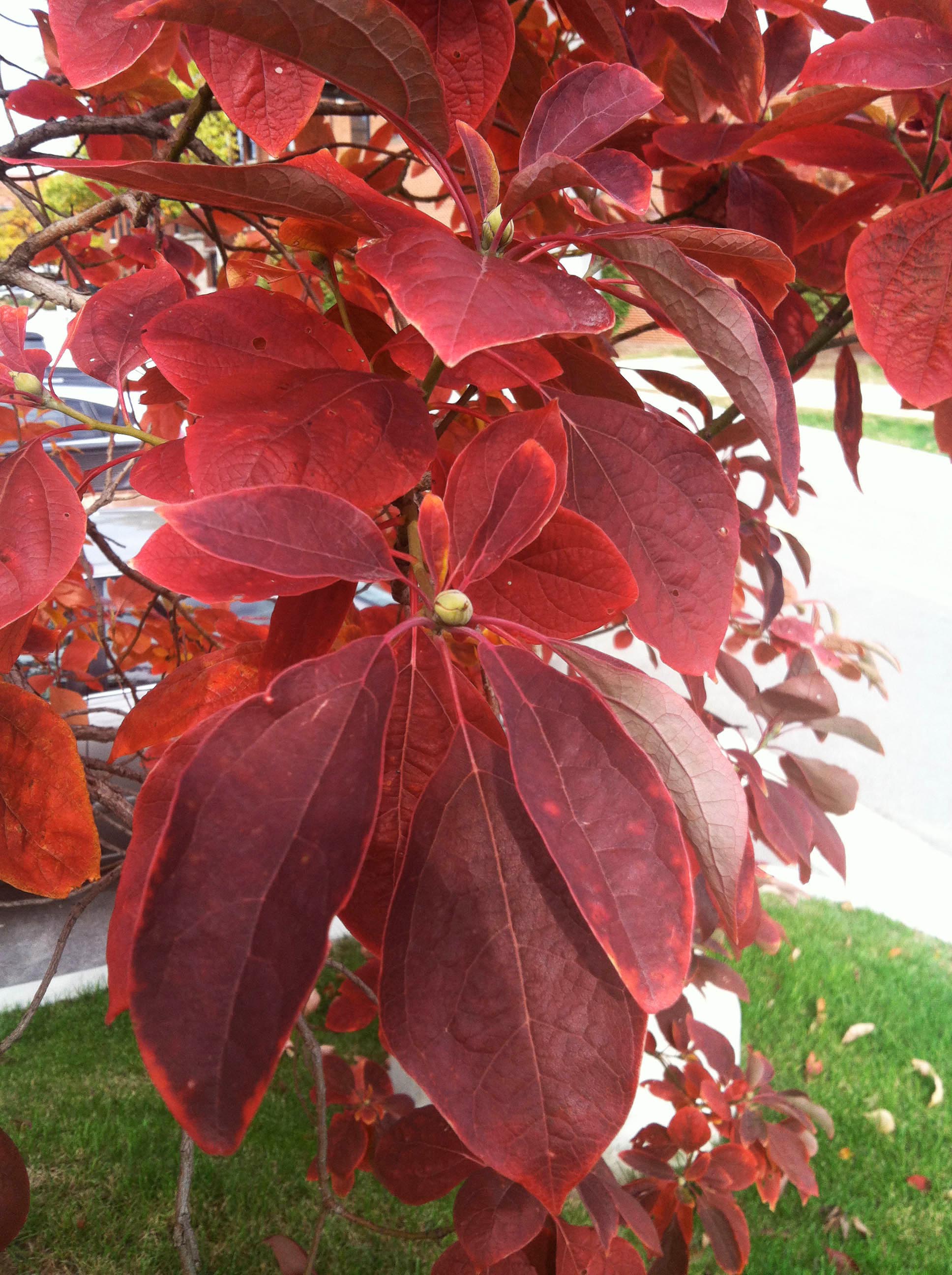 Sassafras albidum – Purdue Arboretum Explorer