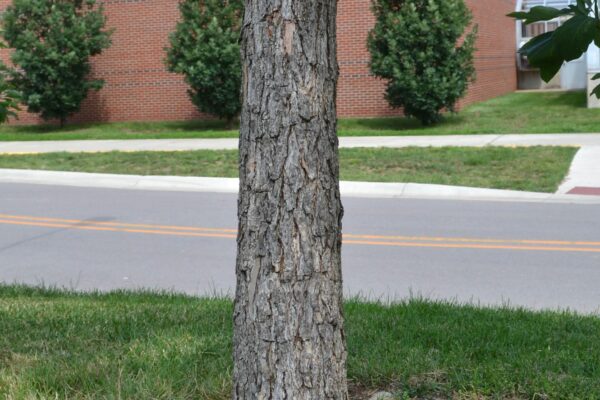 Sassafras albidum - Bark