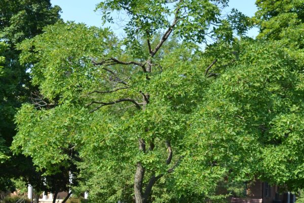 Sassafras albidum - Tree Habit