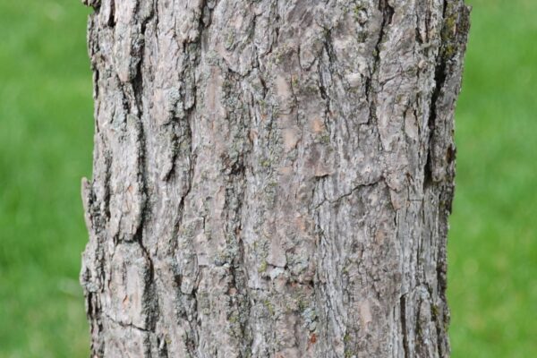 Sassafras albidum - Bark