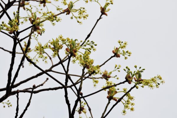 Sassafras albidum - Flowers