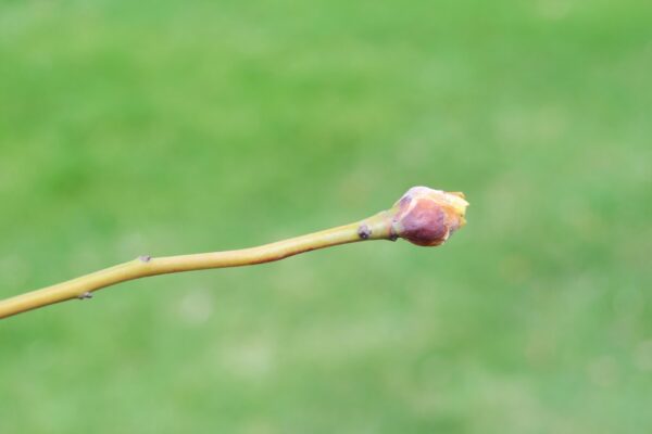 Sassafras albidum - Bud