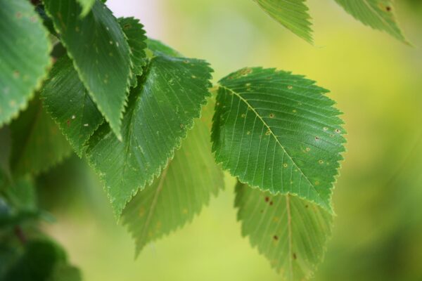 Sorbus alnifolia - Leaves