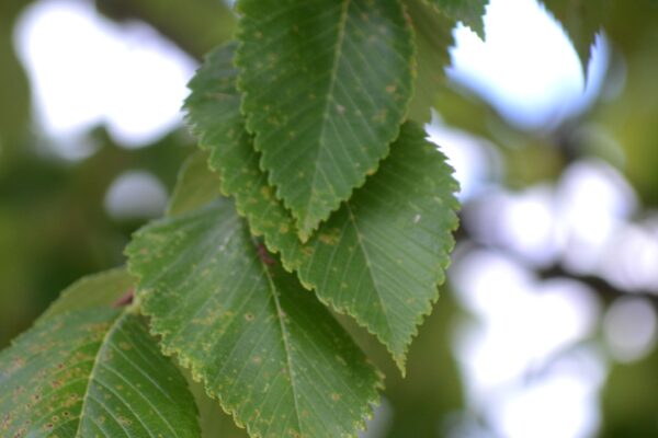 Sorbus alnifolia - Foliage
