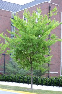 Sorbus alnifolia - Summer Habit