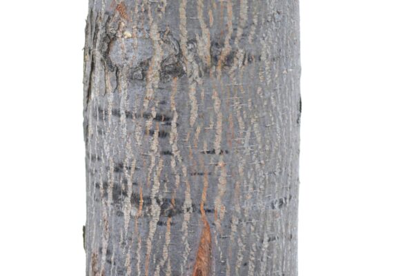 Sorbus alnifolia - Bark (Trunk)