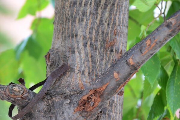 Sorbus alnifolia - Bark (Trunk with Branches)