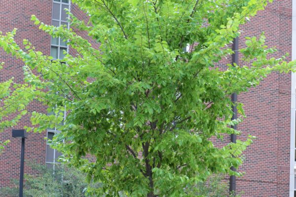 Sorbus alnifolia - Summer Habit