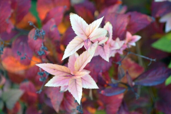 Spiraea japonica - Fall Foliage